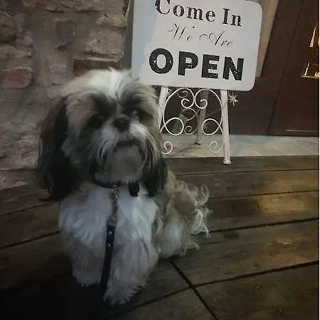 Sui Passi Di Francesco *