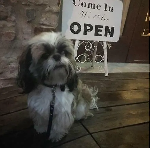 Sui Passi Di Francesco *